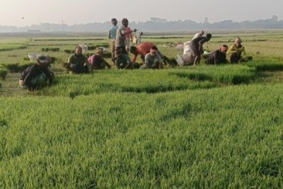 বোরো আবাদে ব্যস্ত হাওরাঞ্চলের কৃষকরা