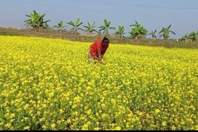 খাগড়াছড়িতে সরিষা চাষে আগ্রহ বাড়ছে কৃষকদের