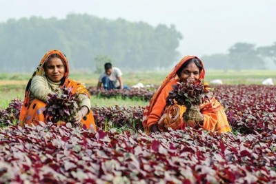 কৃষিতে নারীশ্রম ফসলে চওড়া হাসি