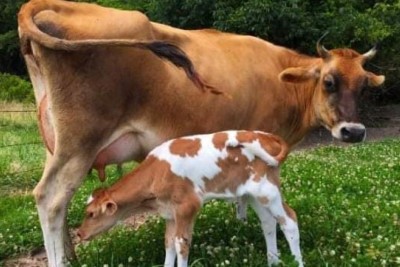 কাশিমপুর  গ্রাম যেন এক দুধের রাজ্য