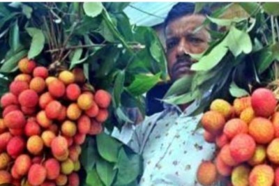 বাজারে আসতে শুরু করেছে সোনারগাঁয়ের লিচু