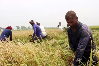 নওগাঁয় বোরো ধান কাটা শুরু : ভালো ফলন ও দামে খুশি কৃষক