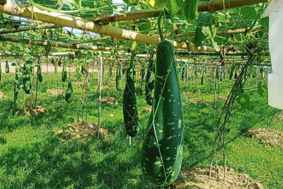 পার্বত্য অঞ্চলে বারি লাউ-৪ চাষে সফল কাপ্তাই কৃষি গবেষণা কেন্দ্র