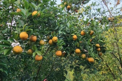 কমলা চাষে সম্ভাবনার নতুন দুয়ার খুলছেন শিবচরের উদ্যোক্তা রাসেল