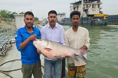 পদ্মার ২৫ কেজির কাতল সাড়ে ৪২ হাজার টাকায় বিক্রি