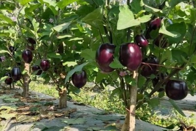 বরিশালে মালচিং পদ্ধতির চাষাবাদে কৃষিতে নতুন সম্ভাবনা