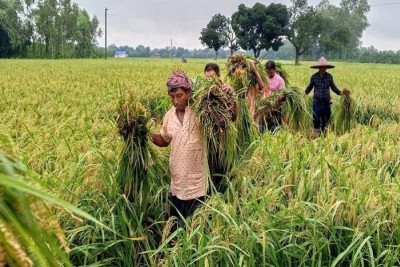 দিনাজপুরে অধিক ফলনে আউস ধানের লক্ষ্যমাত্রা অর্জিত