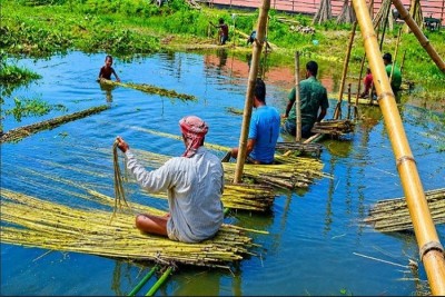দাম ভালো পাওয়ায় কৃষকরা পাট চাষে আগ্রহী হয়ে উঠছে