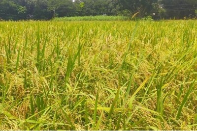 চলতি মওসুমে নড়াইলে আউশের বাম্পার ফলনের সম্ভাবনা