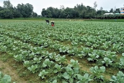 টাঙ্গাইলে আগাম শীতকালীন সবজি চাষে ভাগ্য বদলের স্বপ্ন দেখছেন কৃষক
