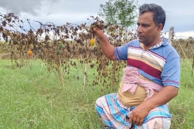 পদ্মার চর জলমগ্ন কৃষকরা ক্ষতির মুখে