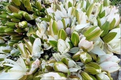 গোপালগঞ্জে বছরে কোটি টাকার শাপলা বিক্রি