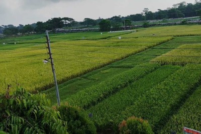 সুনামগঞ্জে কৃষির সম্প্রসারণে ধান উদ্ভাবনে কাজ করছে ‘বিনা’