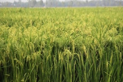 ভালো ফলনের প্রত্যাশায় আমন চাষে ব্যস্ত কৃষকেরা