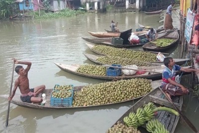 ঝালকাঠিতে বাড়ছে আমড়ার চাষ বাম্পার ফলনে কৃষকের  মুখে হাসি