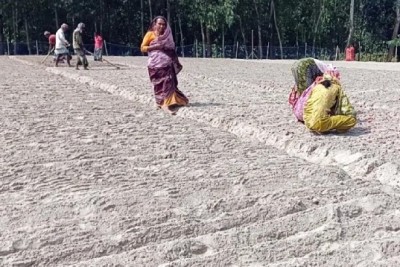 রংপুরের পীরগঞ্জে মুড়িকাটা পেঁয়াজ চাষে ব্যস্ত কৃষকরা