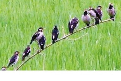 দিনাজপুরে আমন ধানের পোকা দমনে পার্চিং পদ্ধতি ব্যবহারে উপকৃত হচ্ছেন কৃষকরা