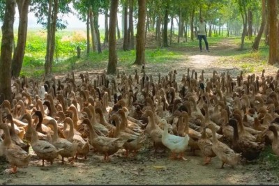 হাঁস পালন করে অভাবনীয় সাফল্য নওগাঁর শাহিনের