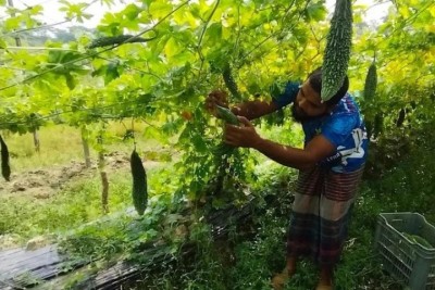 পটুয়াখালীতে মাচা পদ্ধতিতে লাউ-করলা চাষে সফল উদ্যোক্তা পাবেল