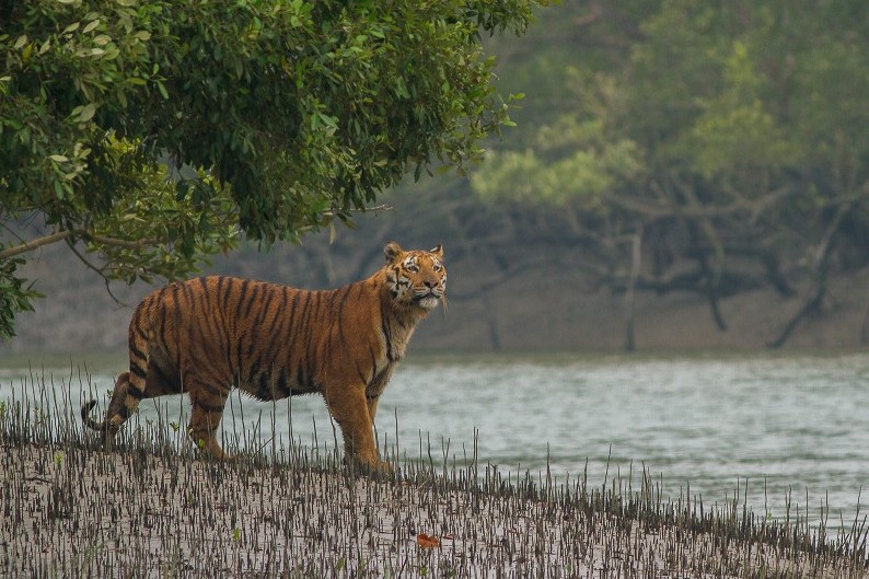 সুন্দরবনের রাজা রয়্যাল বেঙ্গল টাইগার; শিকারীদের কারণে ক্রমেই কমে যাচ্ছে সংখ্যা... 