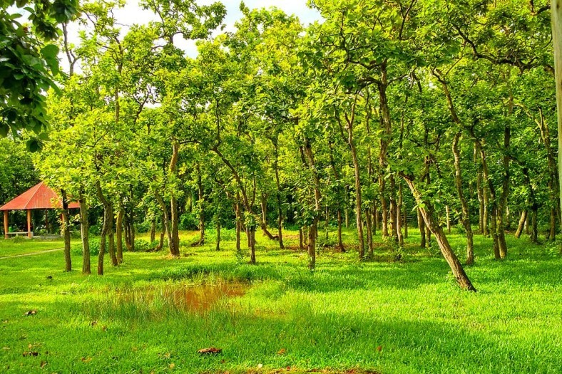 ভাওয়াল জাতীয় উদ্যান: হৃদয়গ্রাহী এক বাহারি রুপের শালবন... 