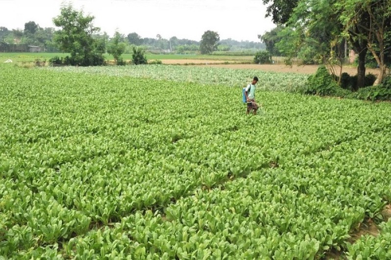 রাজশাহীতে আগাম শীতের সবজি  চাষে ঝুকছে কৃষকরা