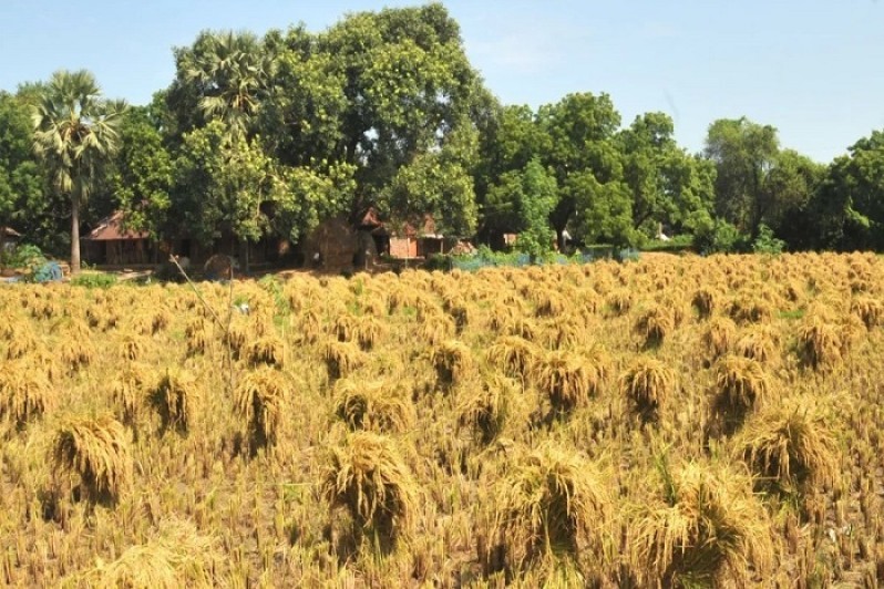 আষাঢ়-৬৫ চিকন ধান কাটাতে ব্যস্ত সময় পার করছেন  কৃষকরা