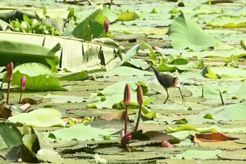 অপরুপ সৌন্দর্যে সেজেছে ঝিল 